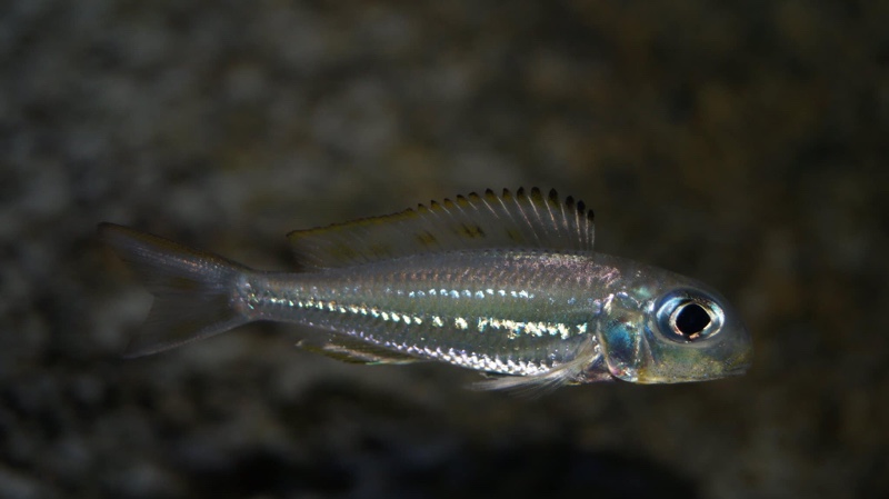 Xenotilapia ornatipinnis 'Burundi'